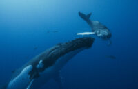 Thumbnail of http://Whale%20Nation