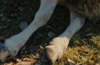 Thumbnail of http://Schaap